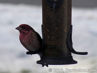 Purple Finch