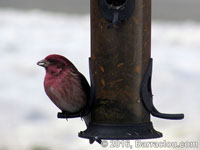 Purple Finch