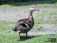 American Black Duck