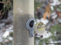 Chardonneret jaune