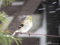 Chardonneret jaune