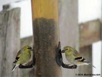 Chardonneret jaune