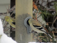 Chardonneret jaune