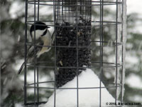 Black-Capped Chickadee