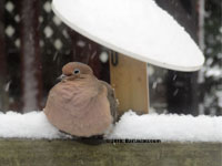 Mourning Dove