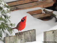 Cardinal rouge