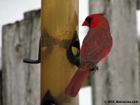 Cardinal rouge