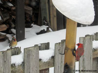 Northern Cardinal