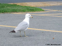 Ring-Billed Gull