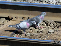 Pigeon biset