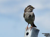 Savannah Sparrow