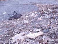 Oiseau mort, Montral,QC