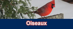 Oiseaux