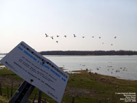 Snow Geese