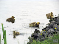 Canada Geese