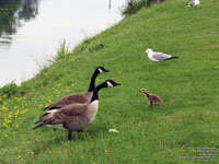 Canada Geese