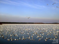 Oies blanches