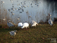 Oies blanches