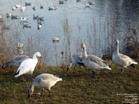 Snow Geese