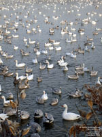 Snow Geese