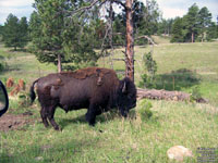 Black Hills