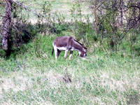 Black Hills