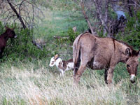 Black Hills