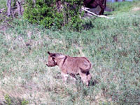 Black Hills