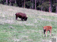 Black Hills