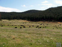 Black Hills