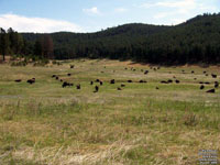 Black Hills