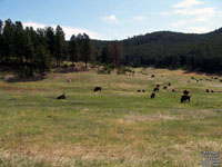 Black Hills