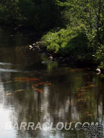 MMA à Lac-Mégantic